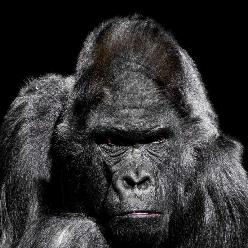 wütender Gorilla - Glücksfall Reklamation